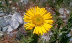 Grindelia inuloides