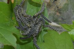 Yponomeuta cagnagella