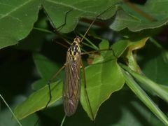 Nephrotoma appendiculata