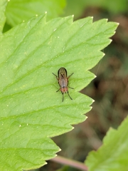 Pherbellia cinerella
