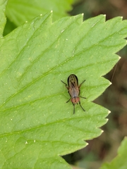 Pherbellia cinerella