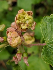 Cecidophyopsis ribis