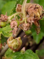 Cecidophyopsis ribis