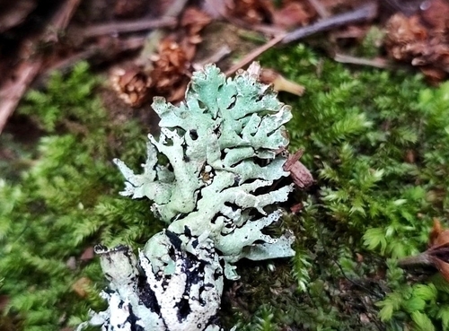 Hypogymnia tavaresii, 2023-04-16