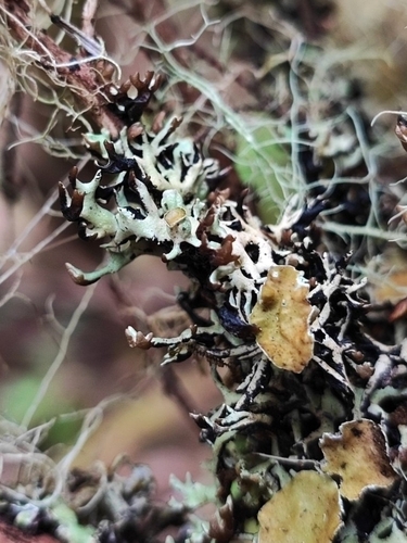 Hypogymnia tavaresii, 2023-04-16
