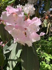 Rhododendron ponticum