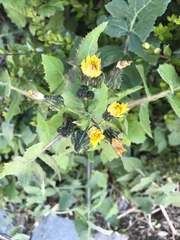 Sonchus oleraceus