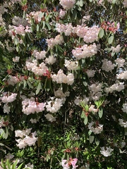 Rhododendron ponticum