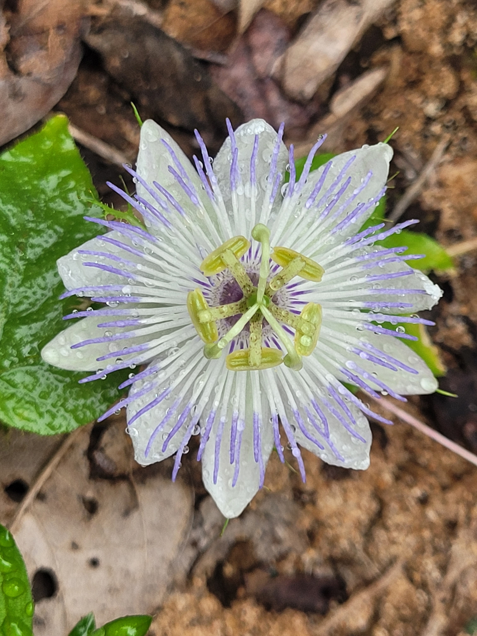 Passiflora foetida