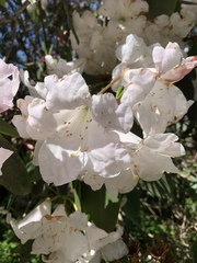 Rhododendron ponticum