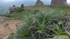 Ptilostemon echinocephalus