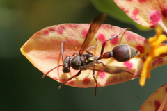 Ropalidia hongkongensis
