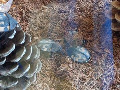 Therea olegrandjeani