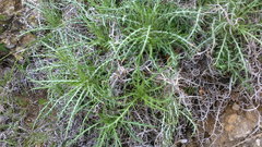 Ptilostemon echinocephalus