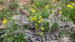 Ptilostemon echinocephalus