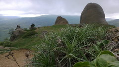 Ptilostemon echinocephalus