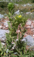 Grindelia inuloides