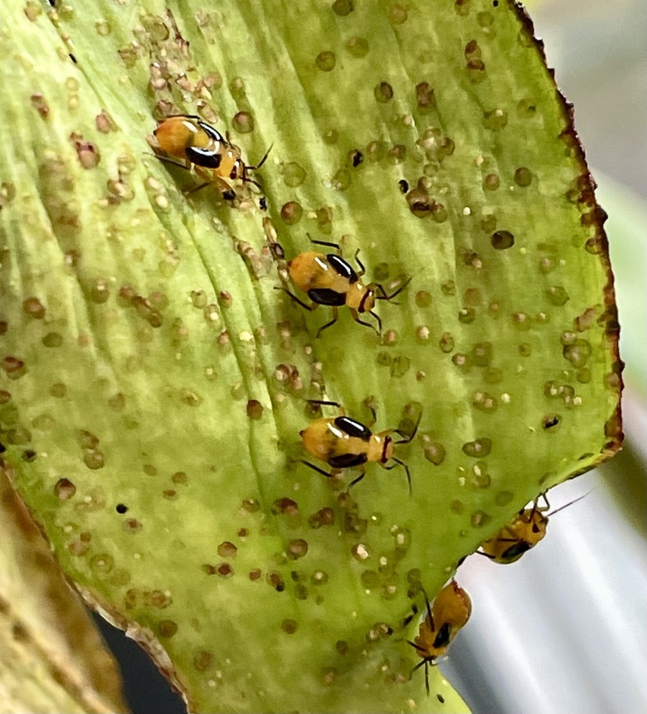 Tenthecoris generosus