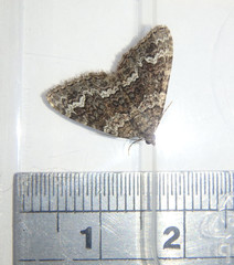 Xanthorhoe vacuaria