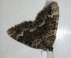 Xanthorhoe vacuaria