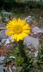 Grindelia inuloides