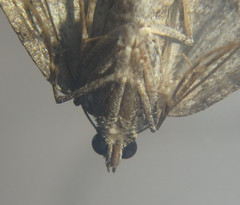 Xanthorhoe vacuaria