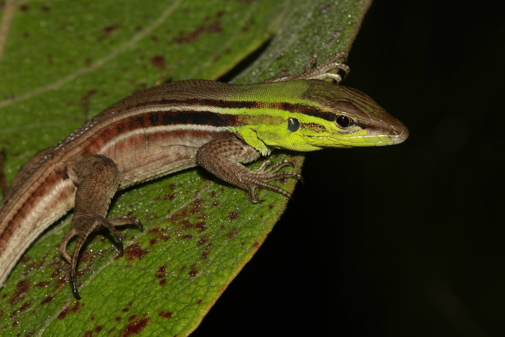 Striped Kentropyx