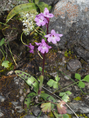 Orchis quadripunctata