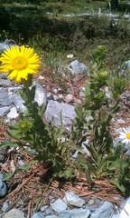 Grindelia inuloides