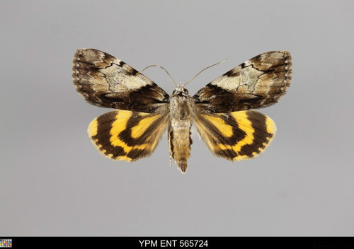 Hawthorn Underwing Moth photo 5