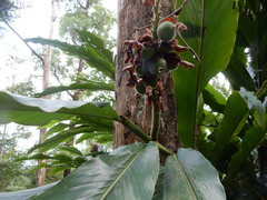 Alpinia uraiensis