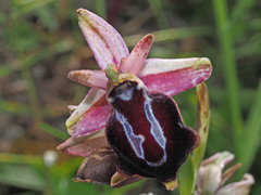 Ophrys sphegodes spruneri