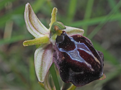 Ophrys sphegodes spruneri