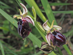 Ophrys sphegodes spruneri