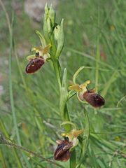 Ophrys mammosa