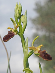 Ophrys mammosa