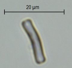 Achnanthidium rivulare