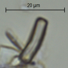 Achnanthidium rivulare