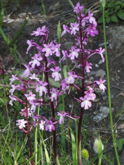 Orchis quadripunctata