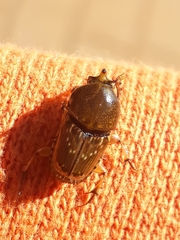 Euoniticellus intermedius