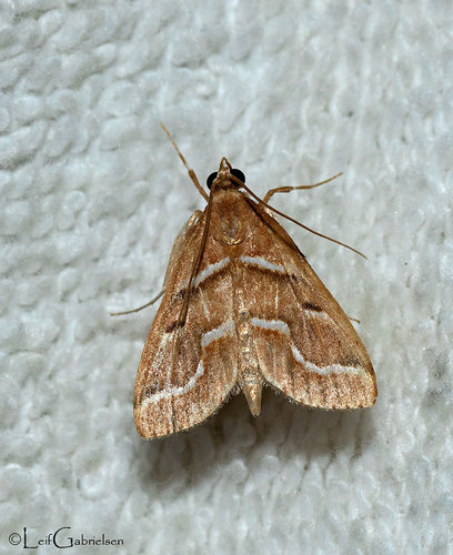 Placosaris