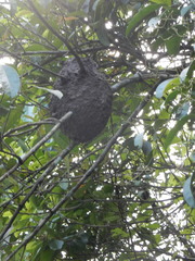 Crematogaster rogenhoferi