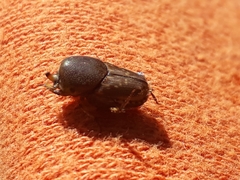 Euoniticellus intermedius