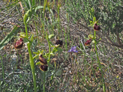 Ophrys sphegodes gortynia