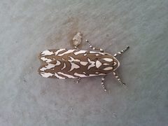 Arachnis dilecta