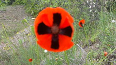Papaver dubium stevenianum