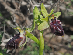 Ophrys sphegodes gortynia