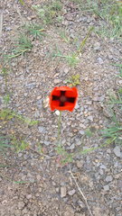 Papaver dubium stevenianum