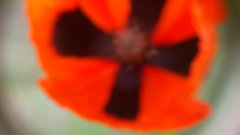 Papaver dubium stevenianum