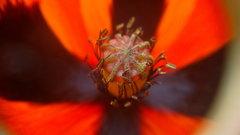 Papaver dubium stevenianum